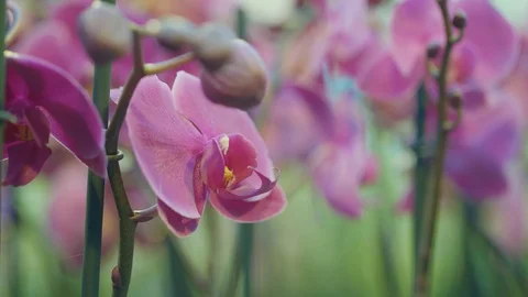 Pink Flower Видео 106998748