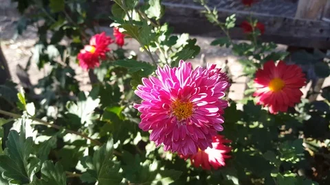 Pink flower Stock Footage 119662717