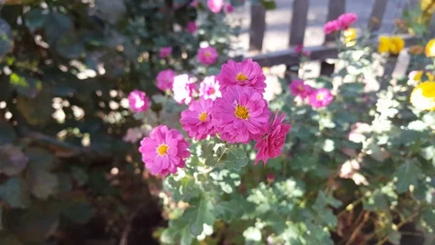 Pink flower Stock Footage 119663436