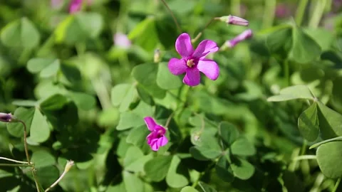 Pink Flower Video stock 153118126