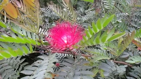 Pink flower 動画素材 154411175