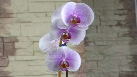 Pink flower Stock Footage 155576897