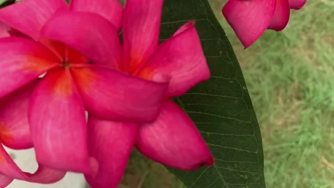 Pink Flower Video stock 171113251