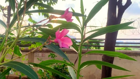 Pink flower  Video stock 171115476