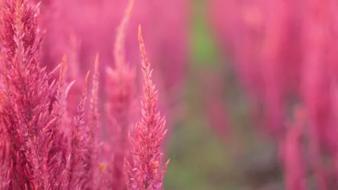 Pink flower Video stock 171763172