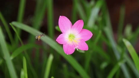 Pink flower Stock Footage 198297541