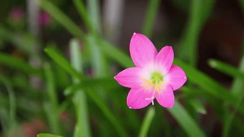 Pink flower Stock Footage 198297552