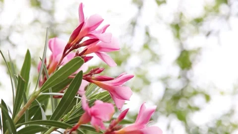 Pink flower Video stock 198297638