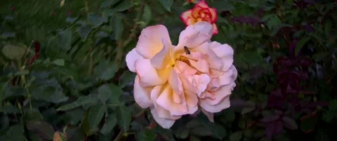 Pink Flower Stock Footage 217519528