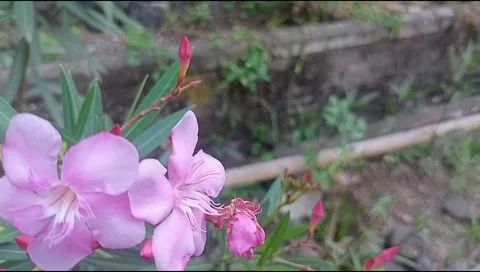 Pink flower Stock Footage 220696794