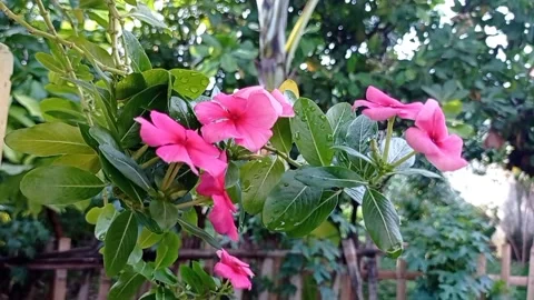 Pink flower Stock Footage 221156399