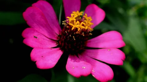 Pink flower Stock Footage 229603459