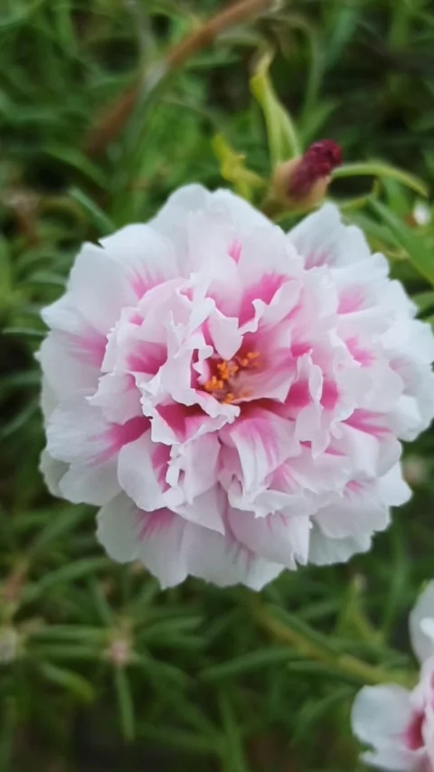 Pink flower Stock Footage 244110750