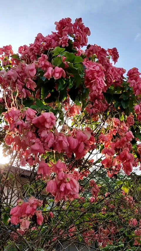 Pink Flower Stock Footage 244923475