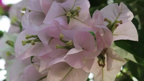 Pink flower Stock Footage 251322795