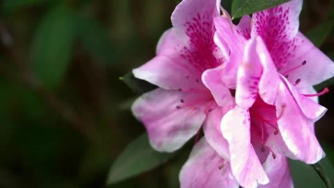 Pink flower Stock Footage 251327286