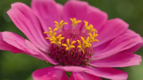 Pink Flower Stock-Footage 282813178