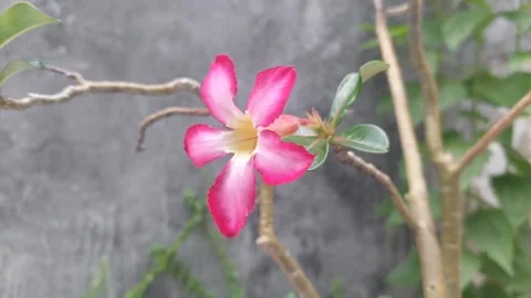 A Pink Flower Stock-Footage 304053771