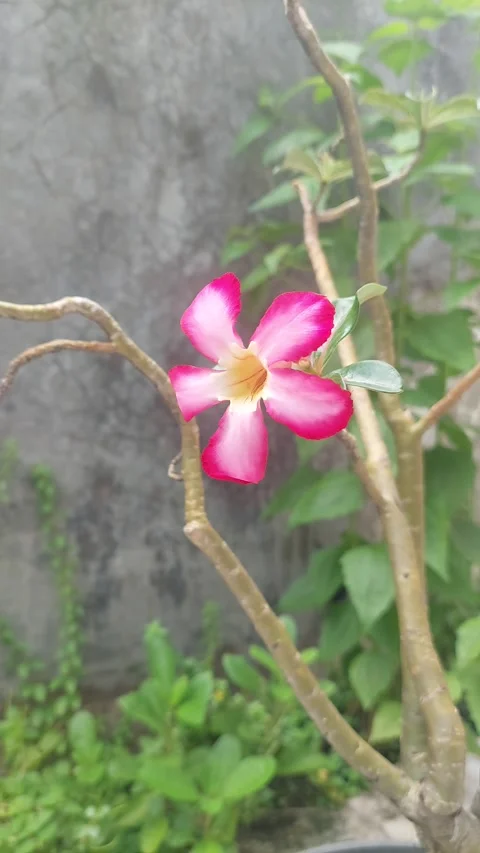 A Pink Flower Stock Footage 304145819