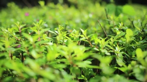 Pink Flower Stock Footage 310997486