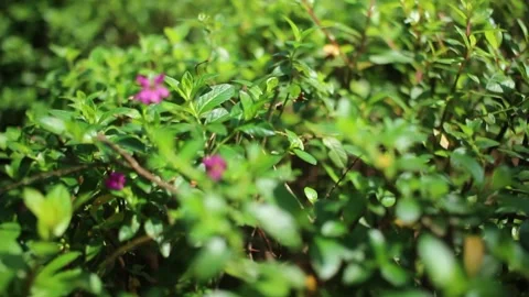 Pink Flower Stock Footage 310997494