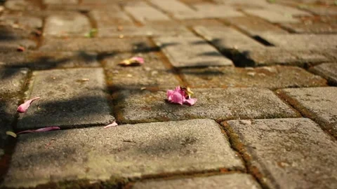 Pink flower Stock Footage 310997530