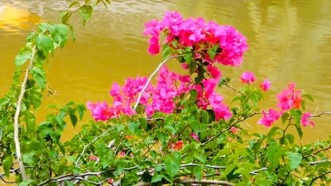 Pink flower Stock Footage 315540558