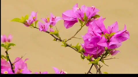 Pink flower Video stock 315540947