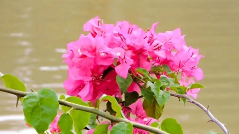 Pink flower Video stock 315540977