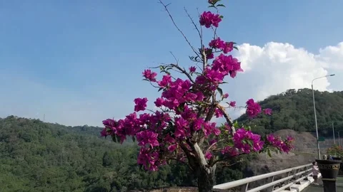 Pink flower Stock Footage 319039946