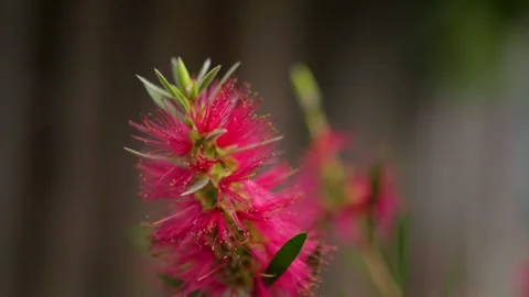 Pink Flower Видео 321093140