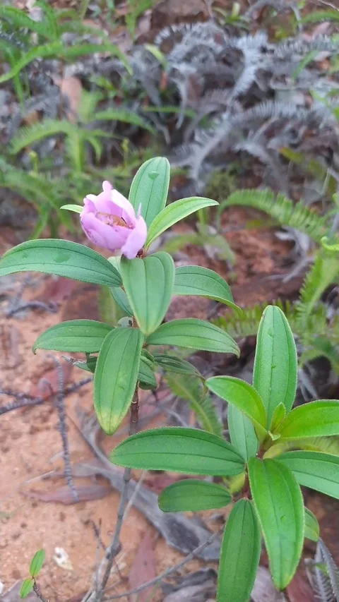 Pink flower forest nature Stock Footage 336045577