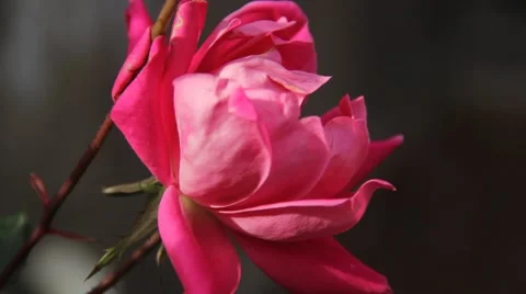 Pink flower in front of bricks Vídeo Stock 42395126