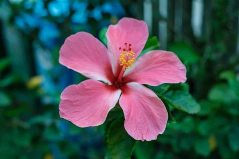 Pink Flower in Full Bloom Stock Photos