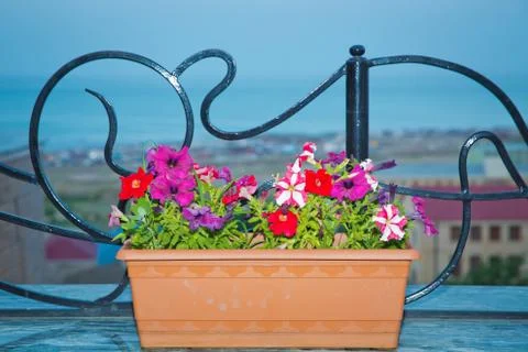 Pink flower in a garden . flowers in rectangular flowerpot isolated on blue . Stock Photos