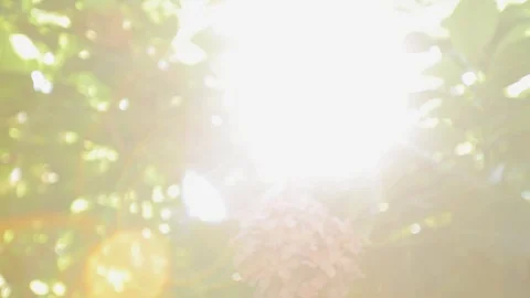 Pink flower in garden Stock Footage 101290516