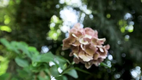 Pink flower in garden Stock Footage 101290575