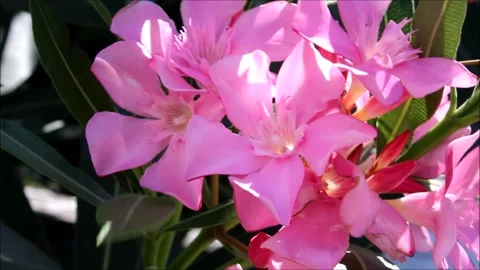 Pink flower in the garden Stock Footage 137463746
