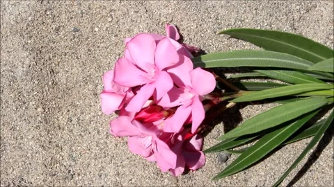 Pink flower in the garden Stock Footage 137463765