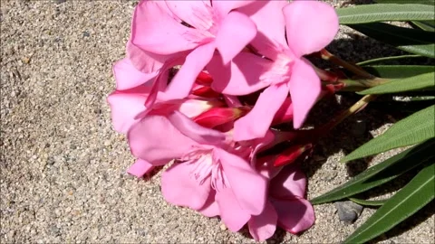 Pink flower in the garden Video stock 137464295