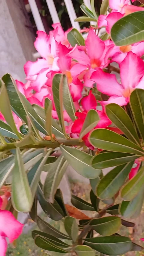 Pink Flower In The Garden Stock Footage 300278056