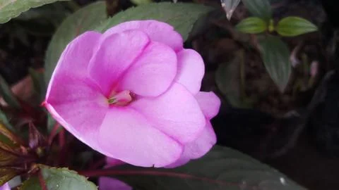 Pink flower in garden Foto stock