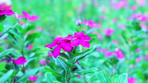 Pink Flower In Gardent Video stock 253489422