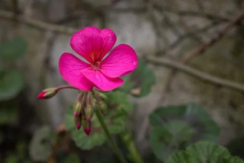 Pink flower of Geranium with other closed over blurred background Stock Photos