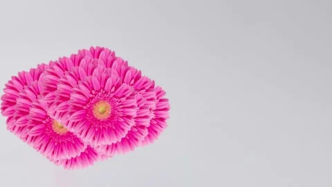 Pink flower on a gray background.Hypnotic 4k video. Stock Footage 201683463