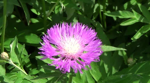 Pink flower on a green background Stock Footage 24503165
