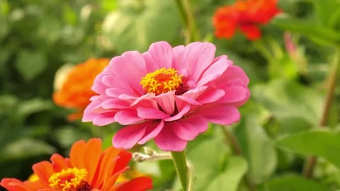 Pink flower in green grass Stock Footage 314908394