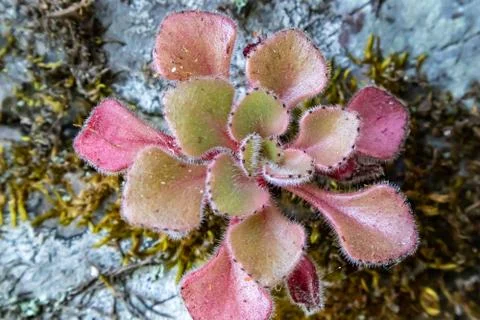 Pink flower growing on moss background Stock Photos
