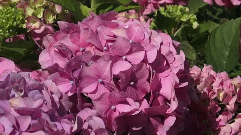 Pink flower hydrangea. Stock Footage 91623049