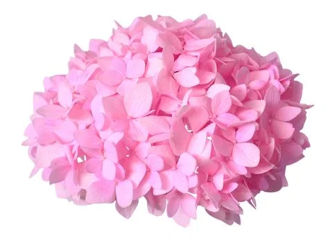 Pink flower hydrangea macrophylla isolated on white background. Top view, f.. Stock Photos